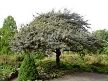 СУКА ОБЫКНОВЕННАЯ МОРСКАЯ HIPPOPHAE RAMNOIDES 50 СЕМЯН