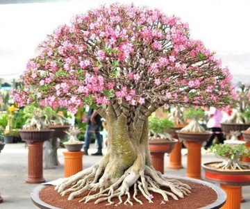 РОЗА ПУСТЫНИ ADENIUM OBESUM 3 СЕМЯ