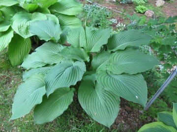 Hosta 'Colossal' - Funkia OLBRZYMIA