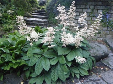 РОДЖЕРСИЯ КАШТАНОВОЛИСТОСТНАЯ (RODGERSIA AESCULIFOLIA) - 100 СЕМЯН