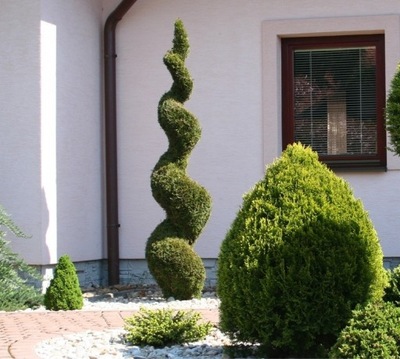 Thuja SZMARAGD zielony SPIRALA tuja 90-110cm C5