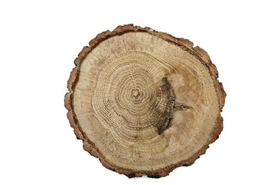 Plastry drewniane dąb szlifowany 7-10 / 2 cm Plaster drewna