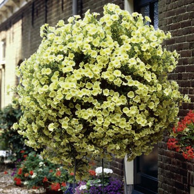 Petunia ogrodowa - Kaskada - żółta