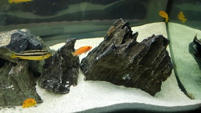 Kamień Skała GRAY MOUNTAIN do Akwarium HIT 1kg