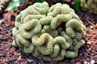 Kaktus mózg mammillaria elongata cristata.