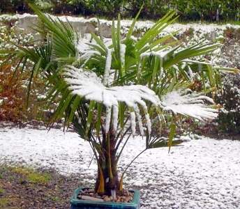 Trachycarpus fortunei mrozoodporna palma.