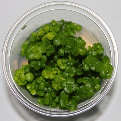 Linderia rotundifolia- In vitro - Saxon4