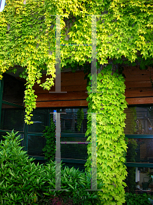 Parthenocissus Fenway Park