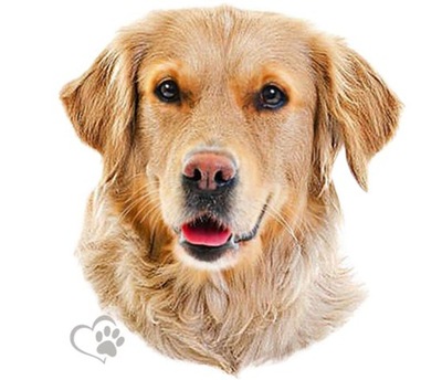 AUTOCOLLANT NALEPKA PIES PIESEK GOLDEN RETRIEVER UV - milautoparts-fr.ukrlive.com