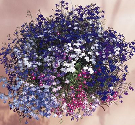 LOBELIA HANGING MIX Colors семена 0,01 г