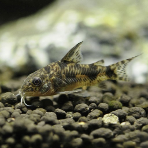 Рыбья кираса Кираса Corydoras paleatus