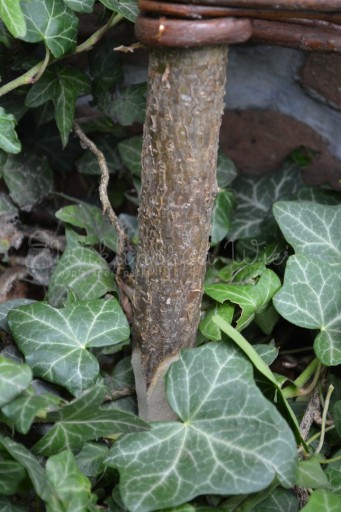 Palisada wiklinowa , płotek , obrzeże 10/50 cm