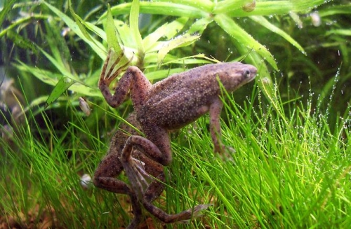 Лягушка Обыкновенный нетопырь Hymenochirus boettgeri