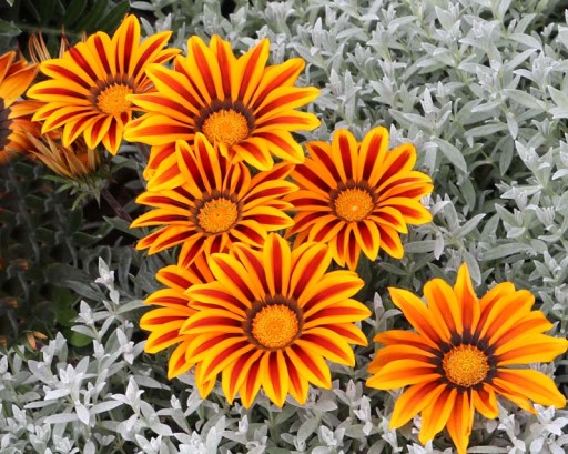 GAZANIA GLOSSY Солнечные цветы