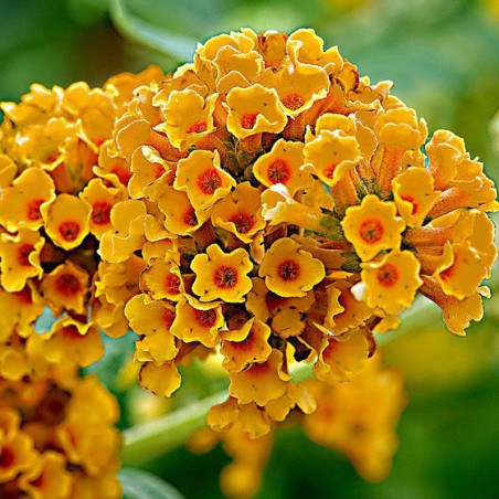 Buddleia weyer похожа на цветочные шаровидные язычки.