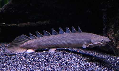 Рыба Polypterus senegalus Хищник