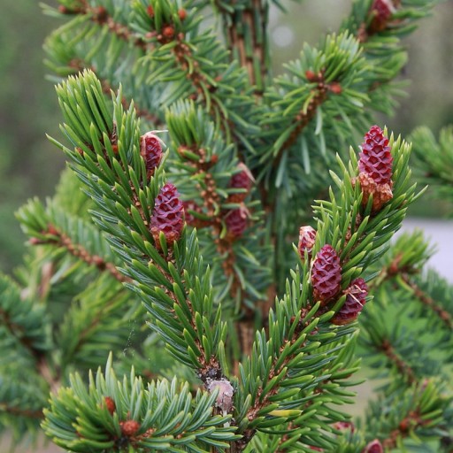 Ель СЕРБСКАЯ picea omorika ИДЕАЛЬНА ДЛЯ РОЖДЕСТВЕНСКОЙ ЕЛКИ быстрорастущая ПОСАДКА