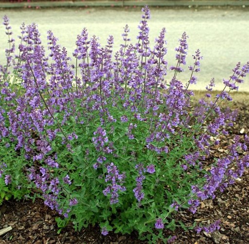 ПРЯНОСТИ КОШКА NEPETA CATARIA 500 США