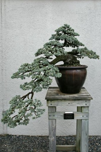 КЕДР АТЛАССКИЙ (CEDRUS ATLANTICA) ДЛЯ СЕМЕН БОНСАЙ - 3 шт.