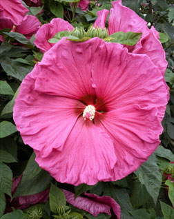 Hibiscus 'Jazzberry Jam' - гибискус многолетний РОЗОВЫЙ.