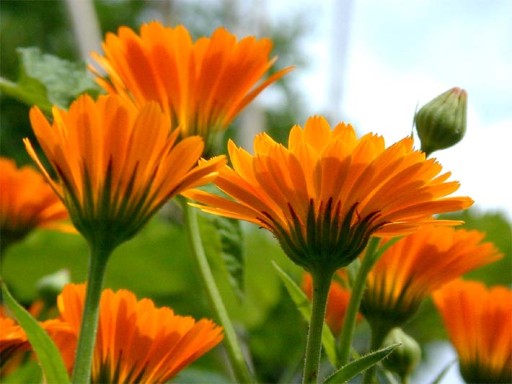 Бархатцы (CALENDULA OFFICINALIS) 50 СЕМЯН