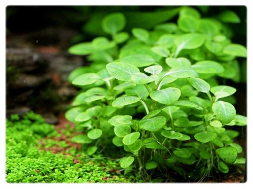 7. Lobelia Cardinalis sp MINI in vitro porcja 2szt