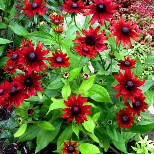 RUDBEKIA CHERRY BRANDY OGRODOWA NOWINKA