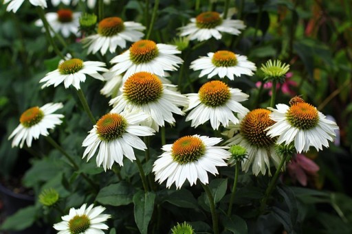 JEŻÓWKA echinacea, wabi motyle, miododajna _____