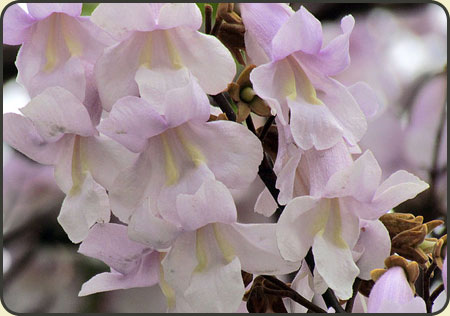 Cesarskie drzewo, Paulownia omszona 1000 nasion