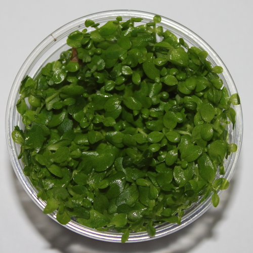 Bacopa australis- In vitro - Saxon4