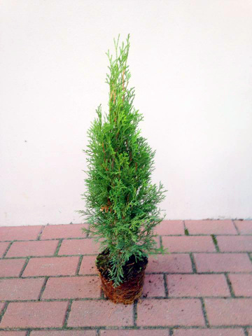 Tuja szmaragd thuja smaragd Producent 50 cm