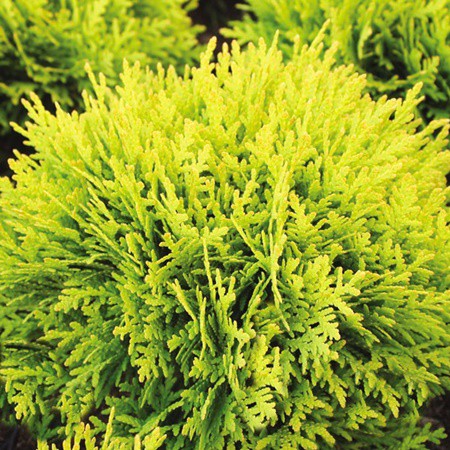 Thuja MIRJAM karłowa tuja 20cm /NOWOŚĆ