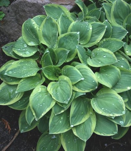 Hosta 'Hush Puppy' - Funkia XL